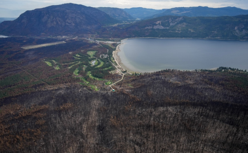 山火催生植物每磅值30元 採摘者湧焦土尋寶 與原住民爆發肢體衝突