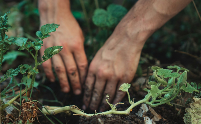 【人權vs公安】30年判例首被推翻 官判自然化園藝有損公眾利益
