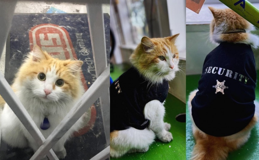 【有片】曾為溫哥華「景點」 貓咪被車撞斃街坊惋惜 主人製短片悼念