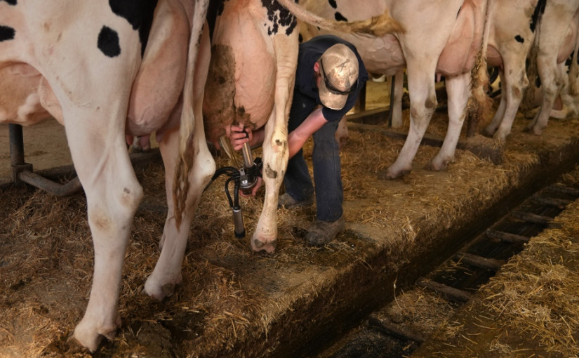 人民正鬧糧食危機  但加拿大卻丟棄近100億公升牛奶