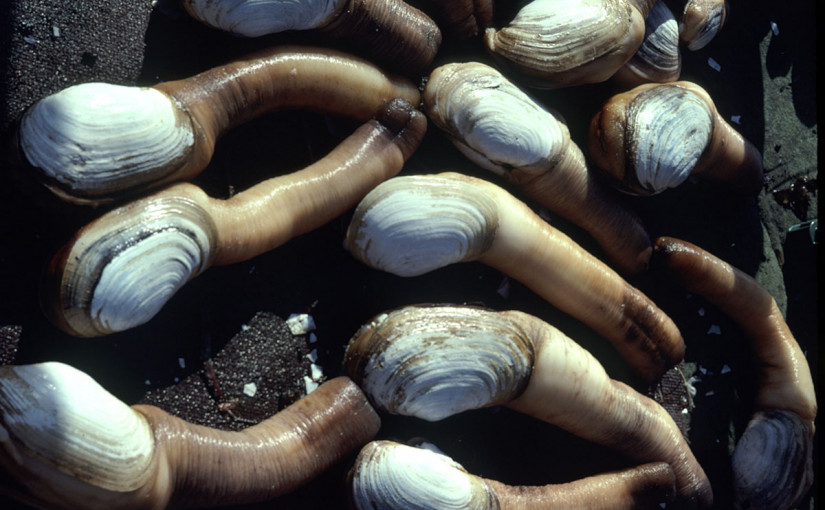 中國對加拿大農漁產品徵關稅 卑詩省海鮮業蒙上巨大陰影