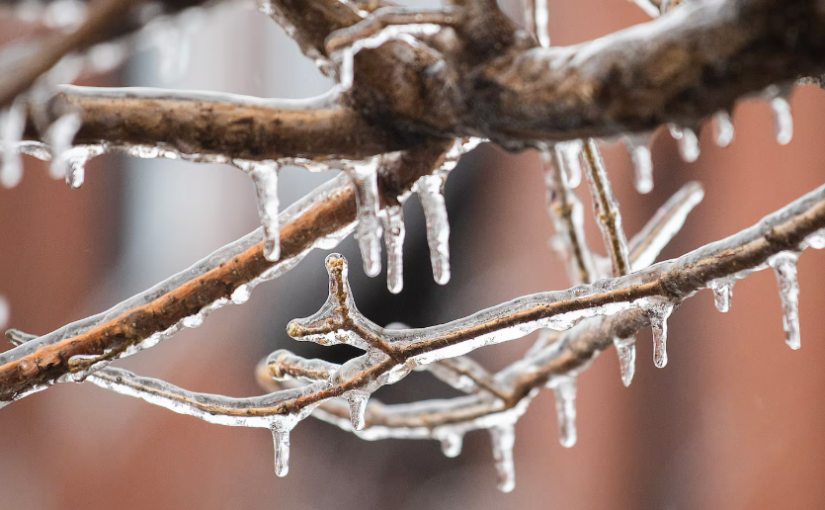 【天氣報告】多倫多今天持續冰雨  冰層厚度3毫米