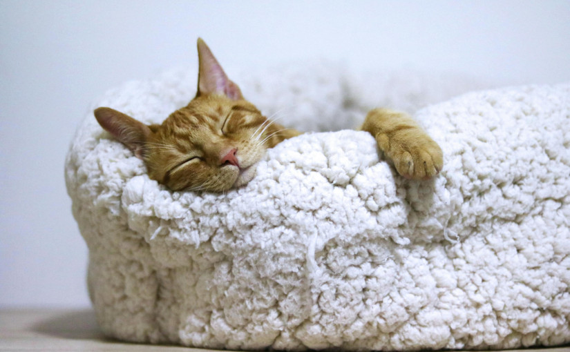 【高慧然專欄】貓貓的睡房