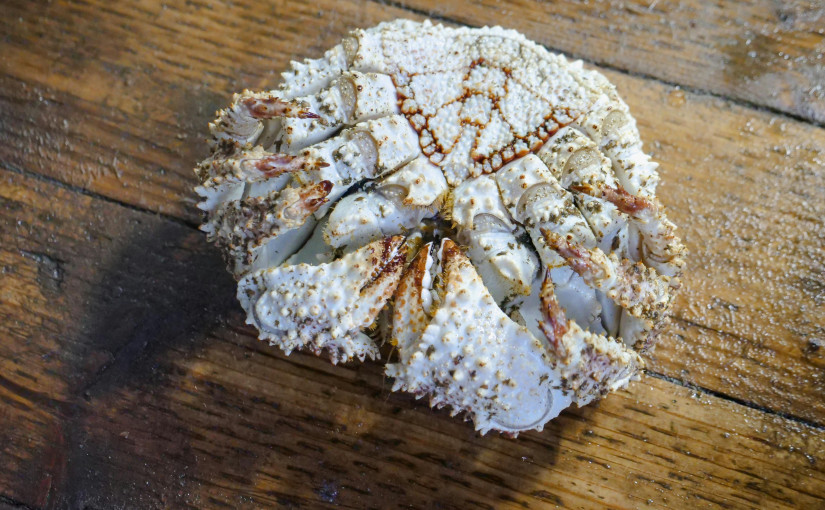 【高慧然專欄】盒子蟹燜雞