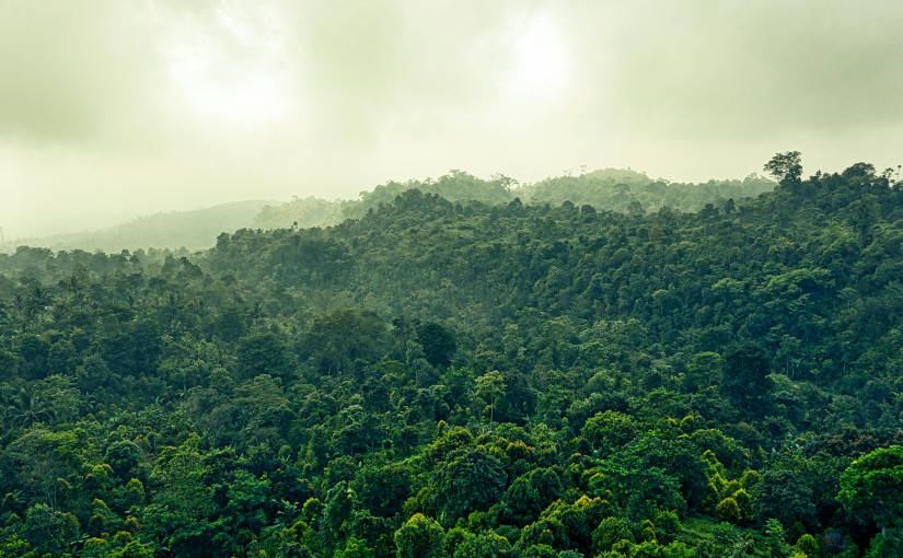 【黃庭桄專欄】叢林悲歌