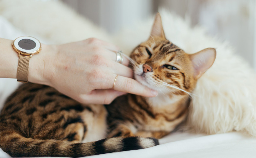 科技| AI破解喵語密碼 貓咪心聲有跡可尋 聲譜智能翻譯準確率九成