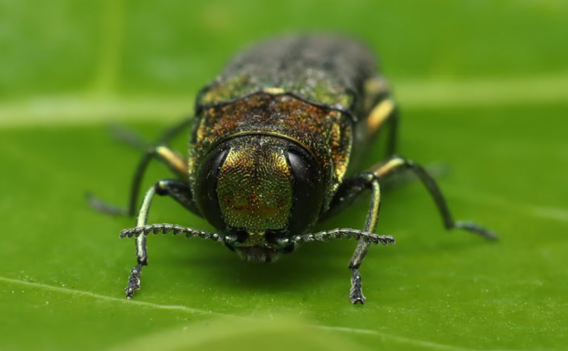 北美森林殺手如何意外在溫哥華被發現？