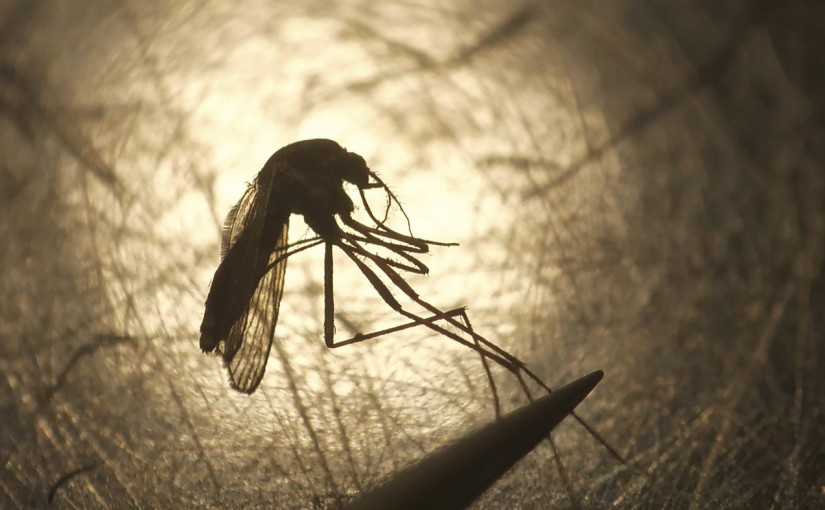 注意蚊蟲叮咬  加拿大出現今年首宗本土西尼羅河病毒患者
