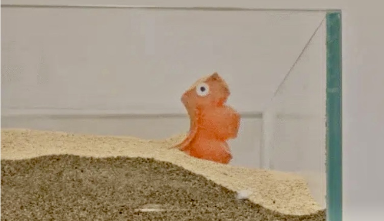 科技|瑞士研發「可食用軟體機械人」  瞄準野生動物投餌及生態科研