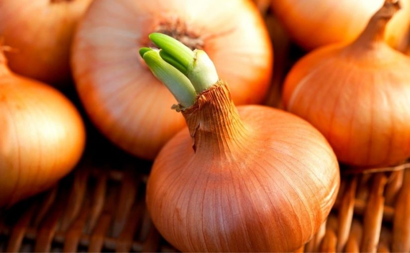 食材發芽也能吃？9大食物發芽後營養更豐富 洋蔥這時間吃抗氧化力最強！