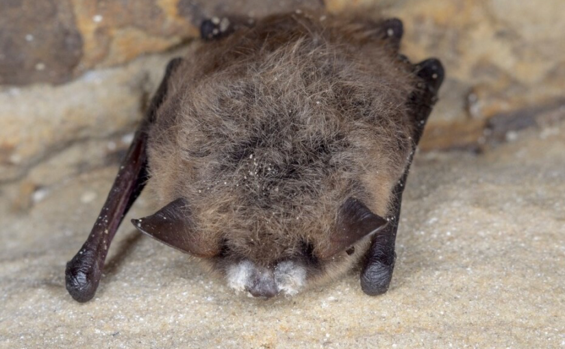 卑詩省府宣布  致命蝙蝠真菌已從內陸蔓延至大溫