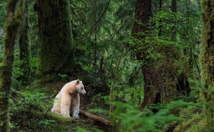 卑詩人間秘境獲評2026年全球七大自然奇觀