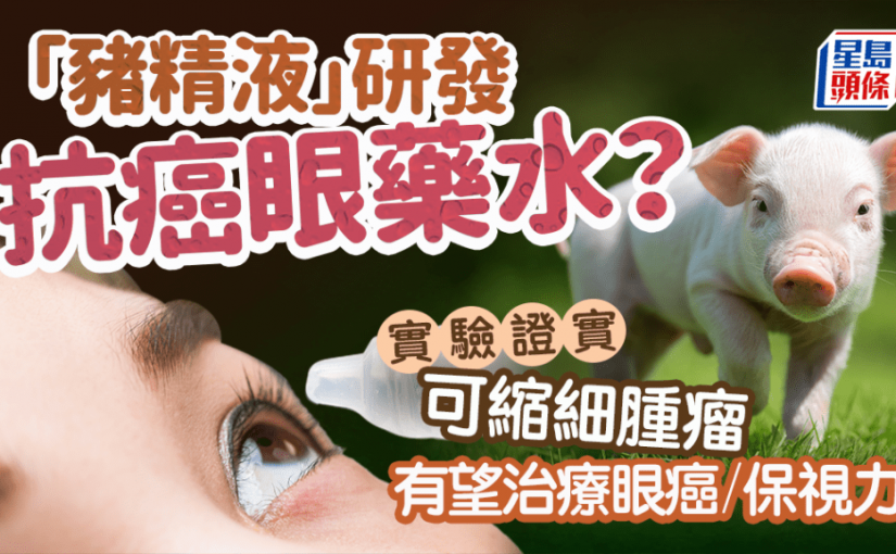 科學家用「豬精液」研發抗癌眼藥水 實驗證實可縮細腫瘤 有望治療兒童眼癌保視力